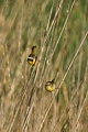 Common Yellowthroats