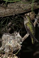 Annas Hummingbirds