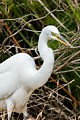 Great Egret catches prey