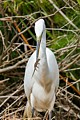 Great Egret catches prey