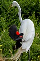 Red-winged Blackbird mobs Great Egret