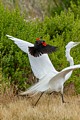 Red-winged Blackbird mobs Great Egret