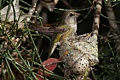 Annas hummingbirds
