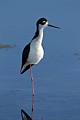 Black-necked Stilt (adult)