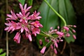 Red Clintonia