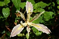 Yellowleaf Iris