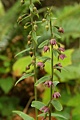 Redwood orchid