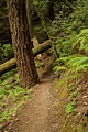 Butano Creek Trail