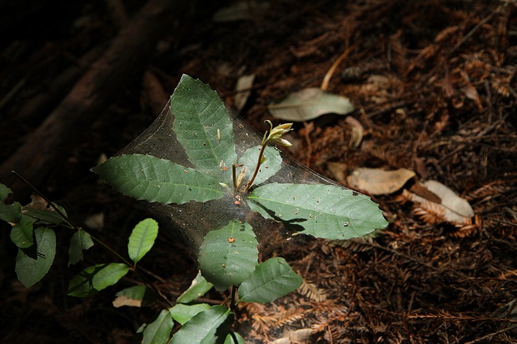 Web-covered oak