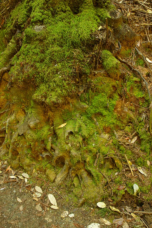 Moss-covered roots
