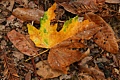 Big Leaf Maple