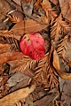 Poison oak leaf and redwood litter