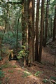 Redwood cluster