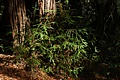 Redwood seedlings