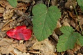 Poison oak leaf