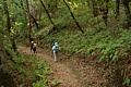Ancient Oaks Trail