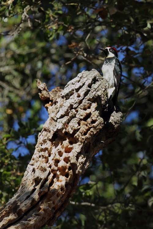 Acorn woodpecker (male)