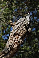 Acorn woodpecker (male)