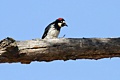 Acorn woodpecker (female)