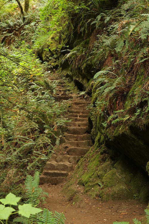 Steep Ravine Trail