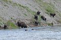 Bison - Yellowstone River