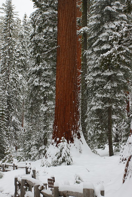 Giant Sequoia (Sequoiadendron giganteum)