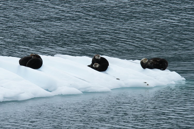 Sea Otters on iceberg
