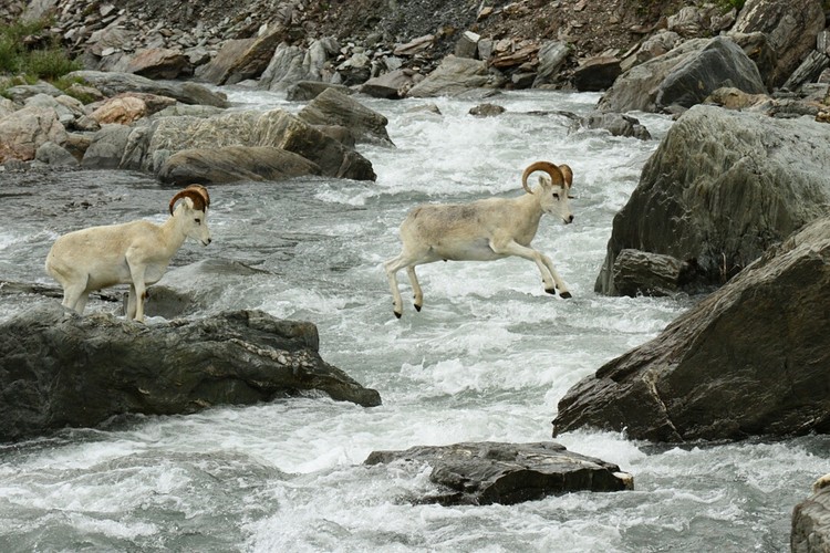 Dall sheep crossing the Savage River