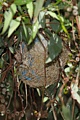 Oriole nest