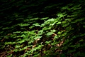 Redwood sorrel