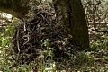 Wood rat nest