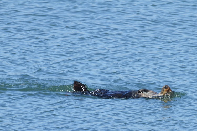 California Sea Otter - swimming