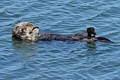 California Sea Otter - sleeping