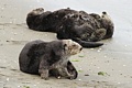 California Sea Otters