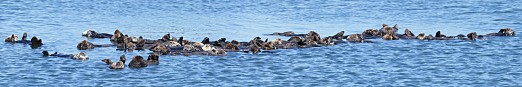 Raft of California Sea Otters