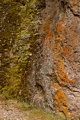 Moss, stonecrop and lichen