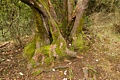 Mossy madrone