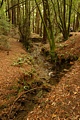 Redwood Creek