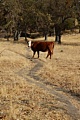 Cow on trail