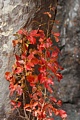 Poison oak