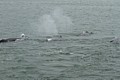 Humpbacks - Saginaw Channel