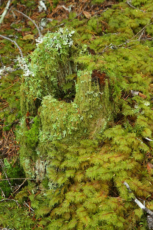 Moss-covered stump