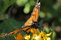 Coyote Hills Regional Park - Monarch Butterfly