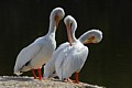 American White Pelicans (Pelecanus erythrorhynchos)