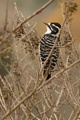 Nuttals Woodpecker (female)