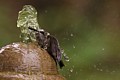 Hummingbird Bathing