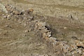 Ancient stone fence