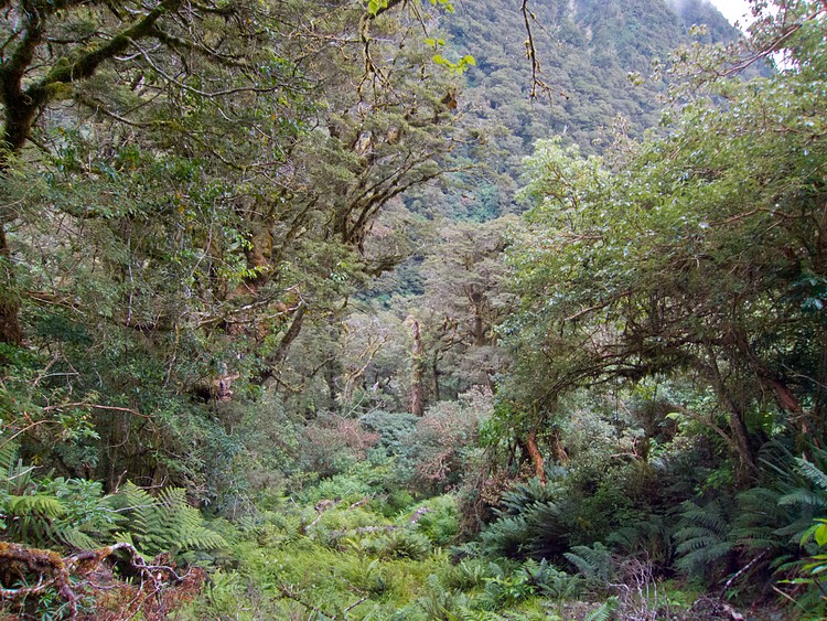 Routeburn Track - forest