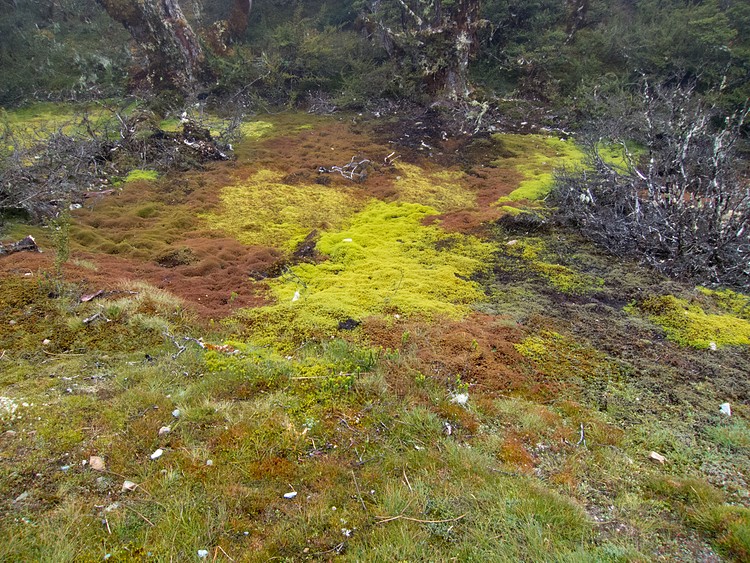 Mossy meadow