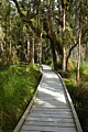 Kahikatea Swamp Forest Walk
